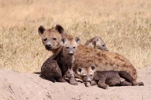 The social inheritance of privilege may explain why females are the more competitive sex in some species