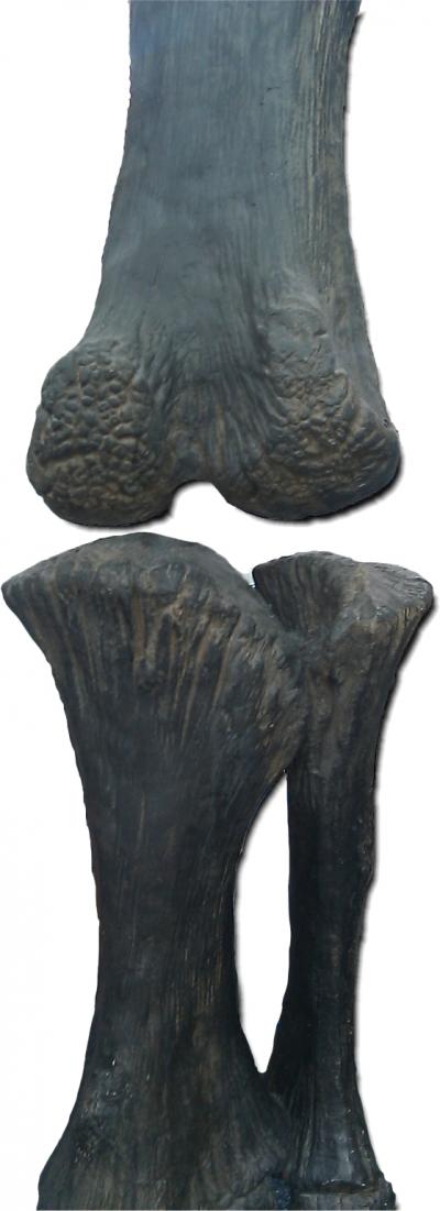 Dinosaur Bones Show Evidence of Cartilage