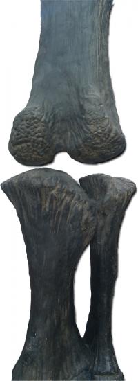 Dinosaur Bones Show Evidence of Cartilage