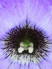 To Prevent Inbreeding, Flowering Plants Have Evolved Multiple Genes, Research Reveals (3 of 3)