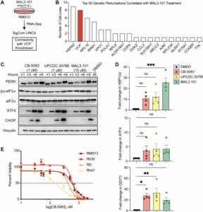 In vivo manipulation of the protein homeostasis network in rhabdomyosarcoma