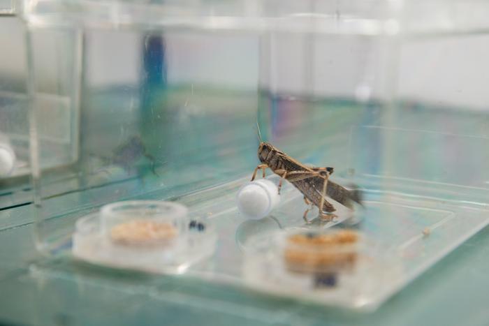 A docile solitarious locust in the Global Locust Initiative lab at Arizona State University