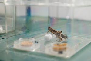 A docile solitarious locust in the Global Locust Initiative lab at Arizona State University