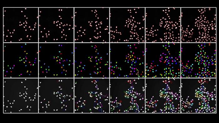 Image segmentation for cell tracking across multiple cell generations under the microscope