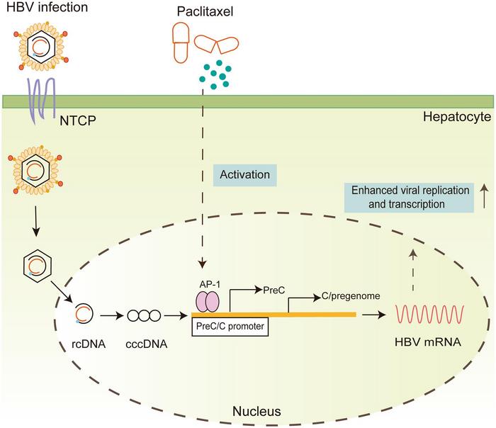 Paclitaxel-induced Immune Dysfunction and Activation of Transcription Factor AP-1 Facilitate Hepatitis B Virus Replication