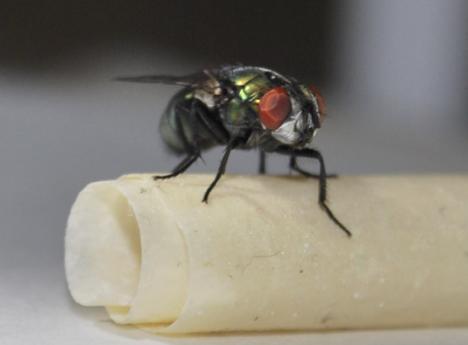 'Lucy' the Fly