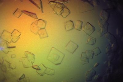 Ccrystals of LigM