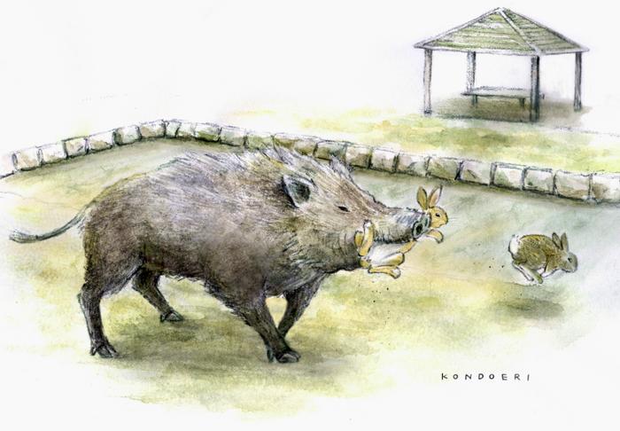 Reconstrucción ilustrada de un jabalí capturando un conejo en una zona ajardinada de la isla de Okunoshima