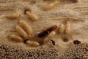Termites and droppings or pellets