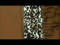Shearing One Layer of Fire Ants
