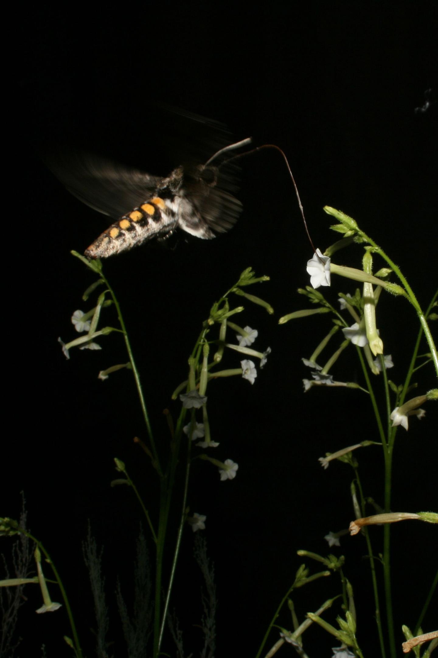 Tobacco Hawkmoth Drinking Nectar
