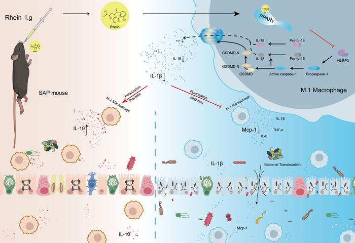 Rhein attenuates severe acute pancreatitis-associated intestinal injury through PPARγ regulating macrophage activation