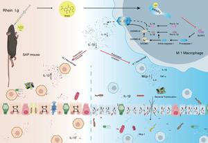 Rhein attenuates severe acute pancreatitis-associated intestinal injury through PPARγ regulating macrophage activation