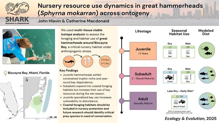 Infographic - Juvenile great hammerhead sharks rely on South Florida’s Biscayne Bay