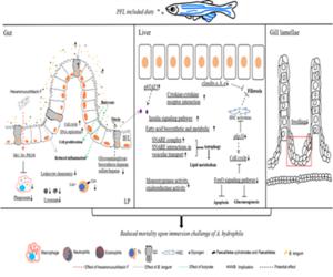 Figure: The hypothetical mechanism of dietary inclusion of PFL to improve the immunity in the gut–liver axis. IEL, intestinal epithelial layer; LP, lamina propria layer; Th, T helper; GC, goblet cell; HSC, hepatic stellate cell. The underlined terms rep