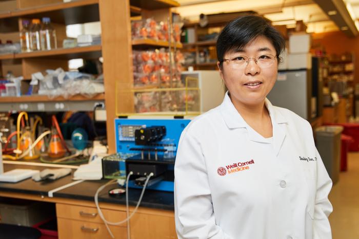 Shuibing Chen, Ph.D., Weill Cornell Medicine