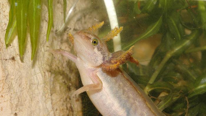 Paedomorphic palmate newt