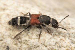 Platydracus collaris