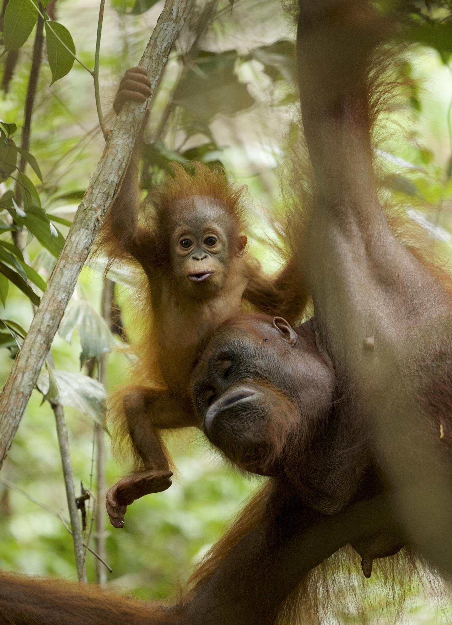 Orangutans Suckle for up to Eight Years, Teeth Reveal