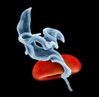 Trypanosomes