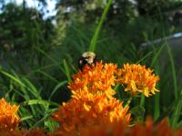 Bumble Bees Can't Take the Heat