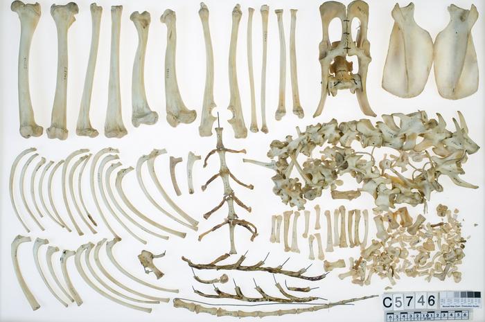 Tasmanian tiger bones
