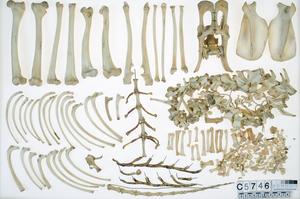Tasmanian tiger bones