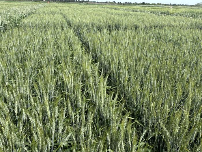 Wheat with reduced allergenicity growing in field
