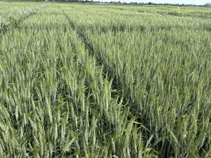 Wheat with reduced allergenicity growing in field