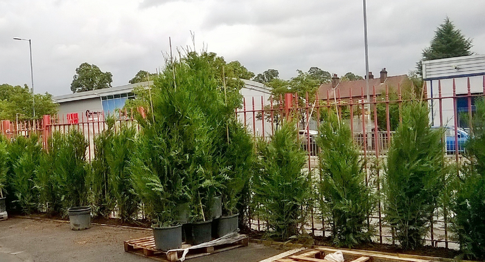 Installing western red cedar tredge