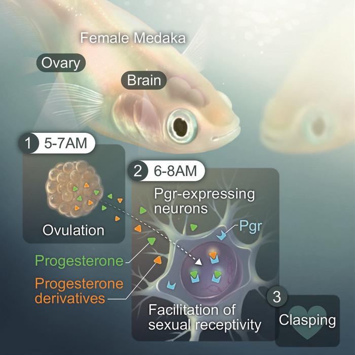 Illustration of the new neuroendocrine pathway