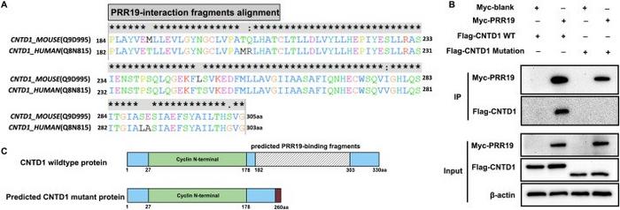 Truncating CNTD1 mutation abolished interaction with its meiosis partner PRR19