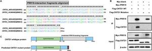 Truncating CNTD1 mutation abolished interaction with its meiosis partner PRR19