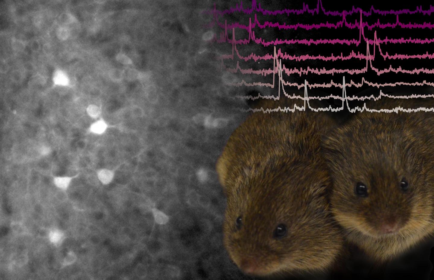 The Neurobiology of Bonding
