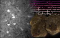 The Neurobiology of Bonding