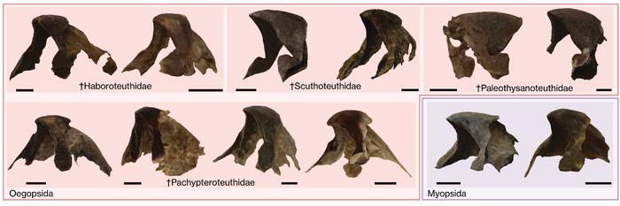 Squid beak fossil