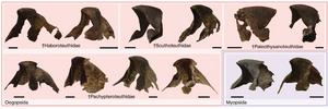 Squid beak fossil