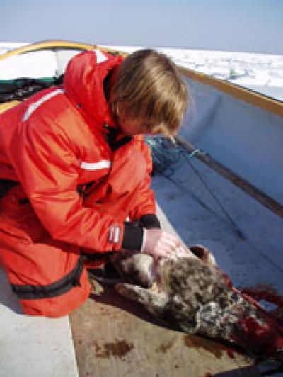 Gray Seals Consume as Much Fish as the Fishing Industry Catches