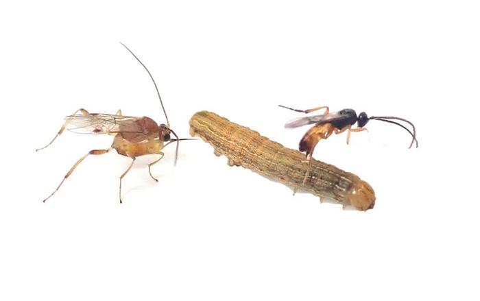 Image showing multiparasitism by two parasitoid wasps, Cotesia kariyai and Meteorus pulchricornis, in a Mythimna loreyi caterpillar.