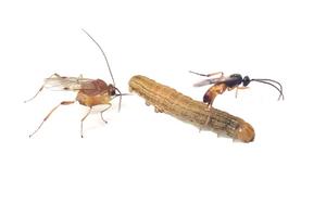 Image showing multiparasitism by two parasitoid wasps, Cotesia kariyai and Meteorus pulchricornis, in a Mythimna loreyi caterpillar.