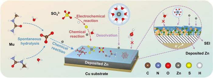 Formation pathway of the methylurea-induced SEI on zinc anodes