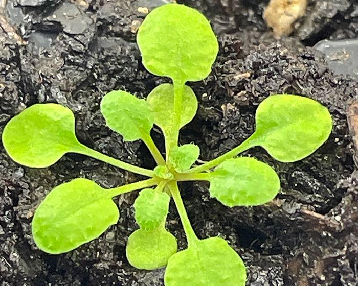 Arabidopsis
