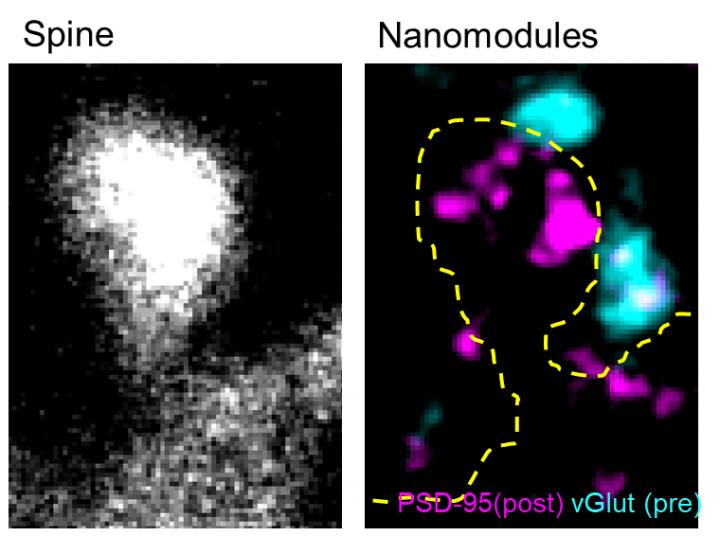 Spine Nanomodules From 