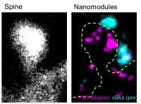 Spine Nanomodules From 