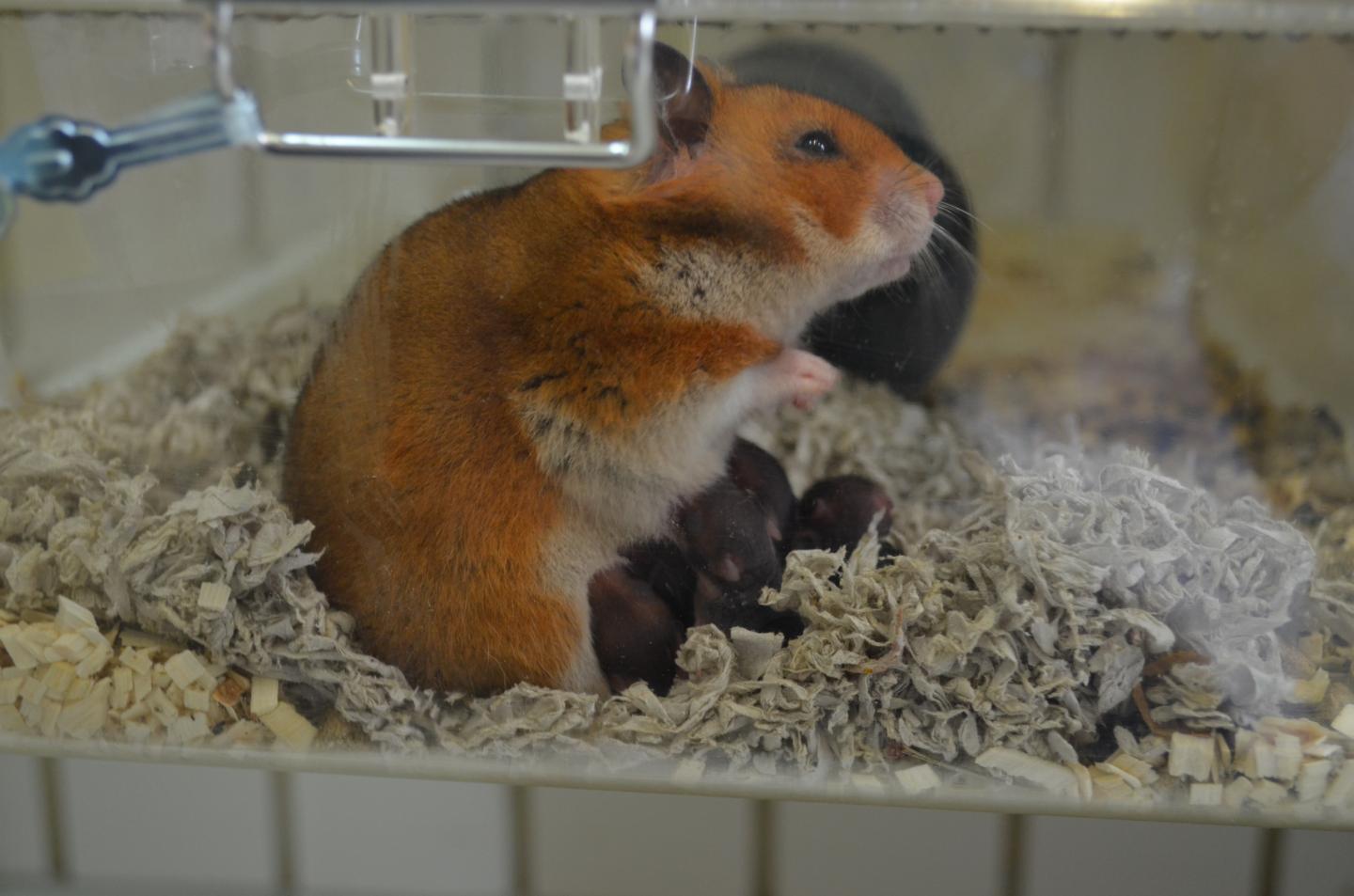 Golden Hamster