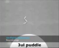 Parkinsonian Worms Swimming and Crawling