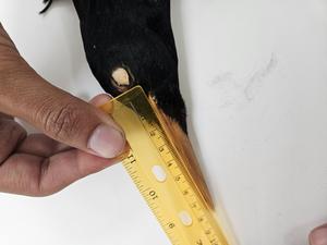 Russell Campbell measuring the Imperial Woodpecker specimen