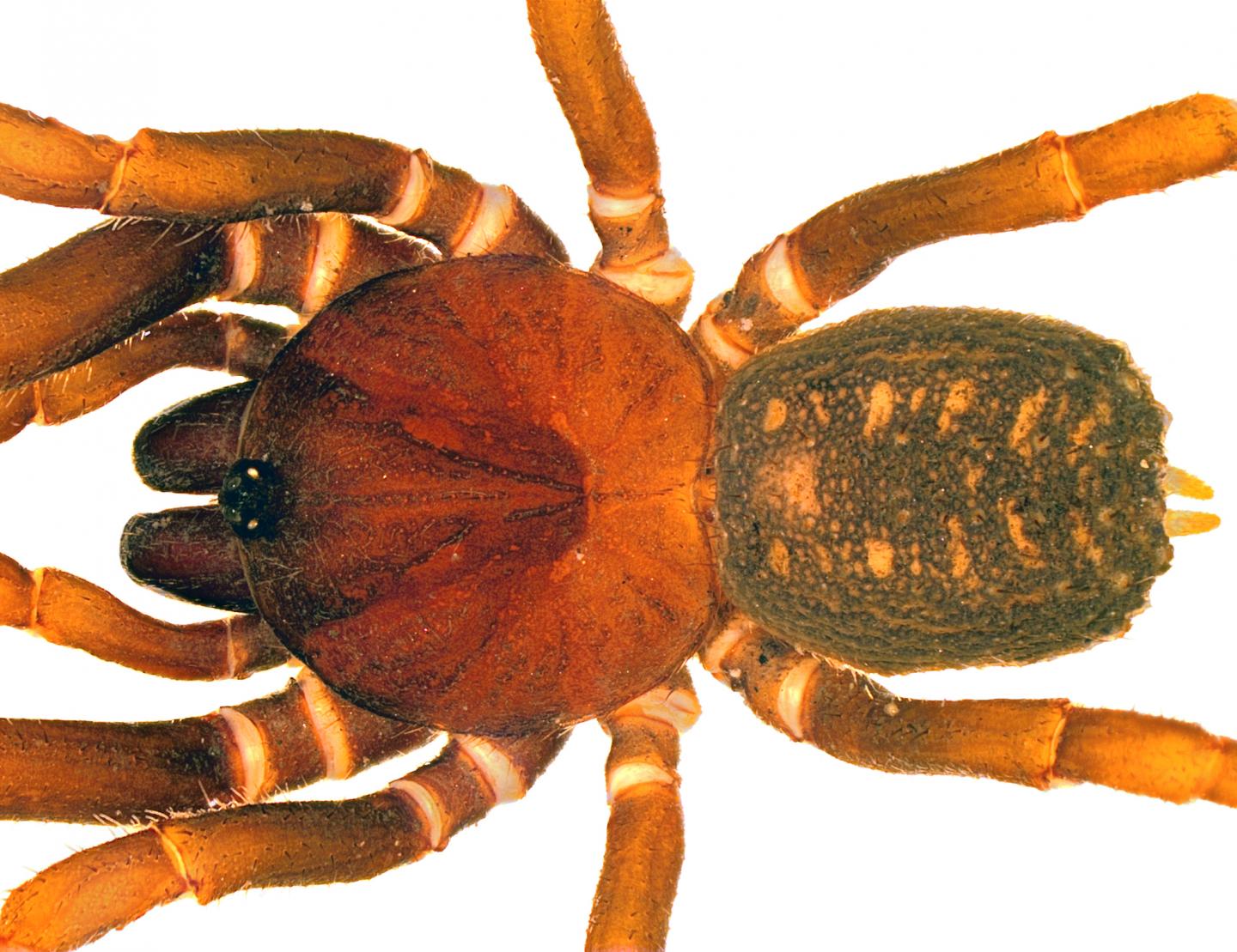 New Species <em>Stormtropis muisca</em>