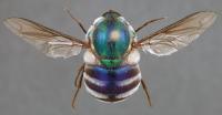 <I>Panops austrae</I>