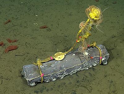Bundle of Acacia Wood on Deep Seafloor
